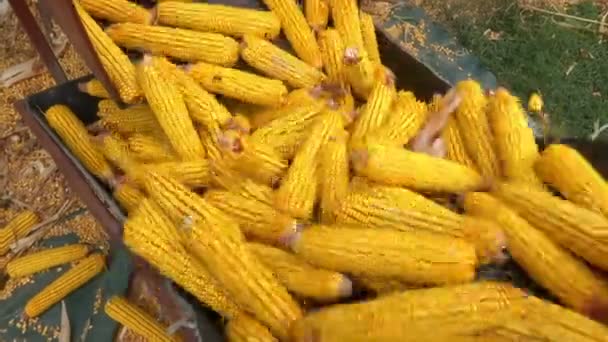 Válogatás Feldolgozása Kukorica Videoklip — Stock videók