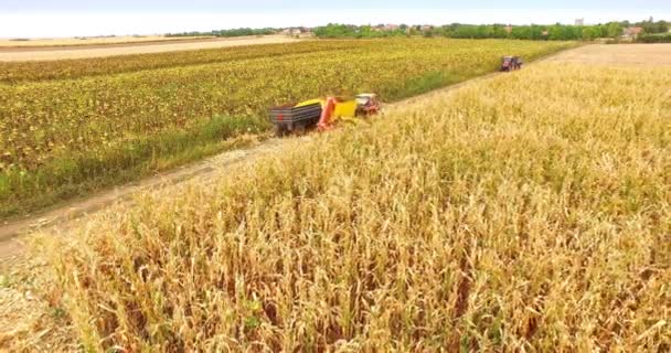 Aerial Shot Harbing Corn Combine Drone Shot Video Clip — стоковое видео