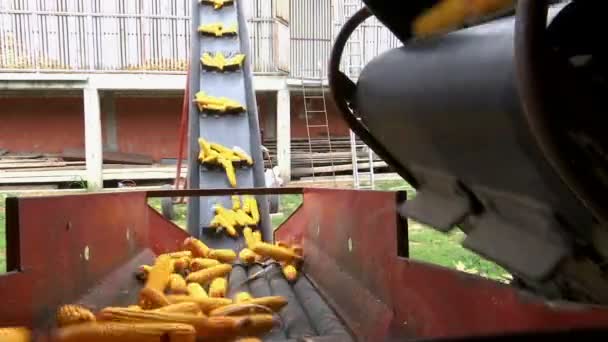 Třídění Zpracování Kukuřice Videoklip — Stock video