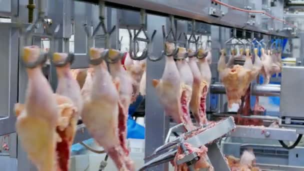 Transformation Viande Poulet Fraîche Préparation Vente Clip Vidéo — Video