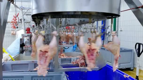 Taze Tavuk Eti Işleniyor Satışa Hazır Hale Getiriliyor Video Klipsi — Stok video