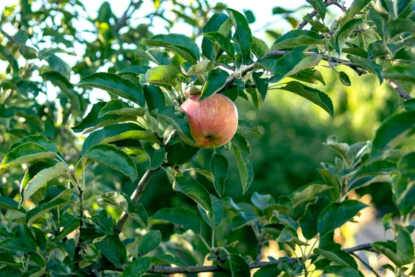 Apple tree branches with ripe red apple and green foliage. Orchard. Ripe apple on a branch close up