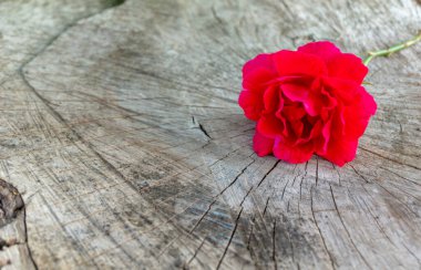 Köşede kırmızı gül, ahşap arka planda, yakın planda.