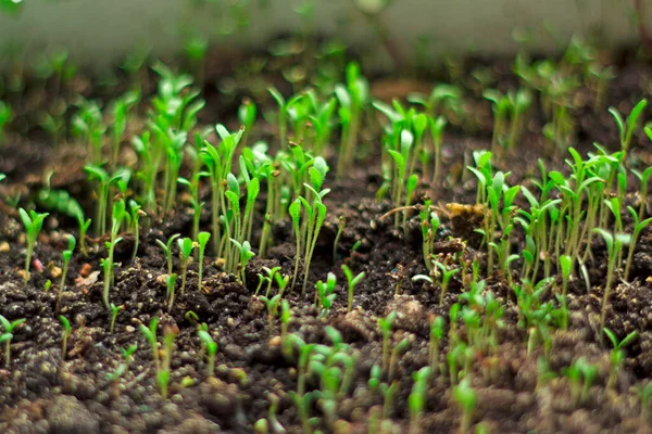 Tunas Hijau Muda Pertumbuhan Kehidupan Baru Botani Ekologi Dan Pertanian — Stok Foto