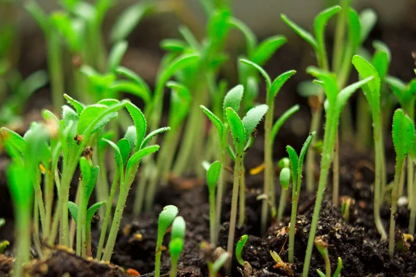 Brotos Verdes Jovens Crescimento Uma Nova Vida Botânica Ecologia Agricultura — Fotografia de Stock