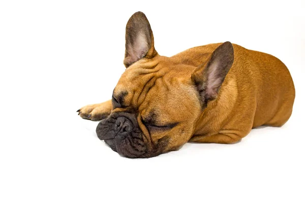 Beyaz bir arka planda oturan köpek Fransız Bulldog cinsi. Evcil hayvanların içeriği ve bakımı, veteriner ve köpek bakıcısı kavramını izole edin.