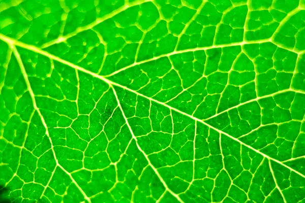 Abstrakt grön naturlig bakgrund, makrobild av trädblad, förstoring och approximation, begreppet natur och ekologi, flora och botanik — Stockfoto