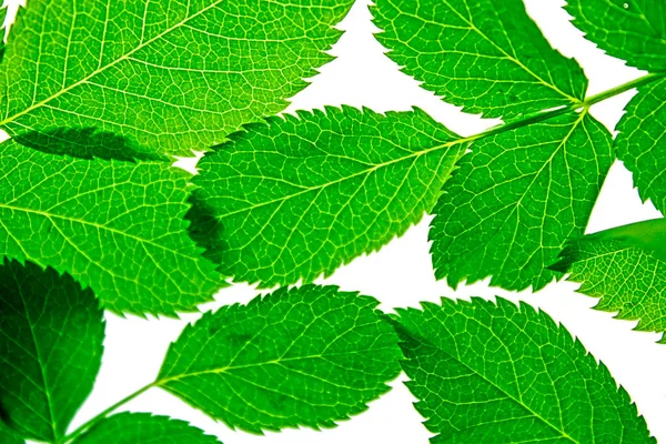 Makro yakınlık açısından yeşil yapraklar, doğa ve doğallık kavramı, doğal arka plan, bahar ve yaz teması, ekoloji ve flora
