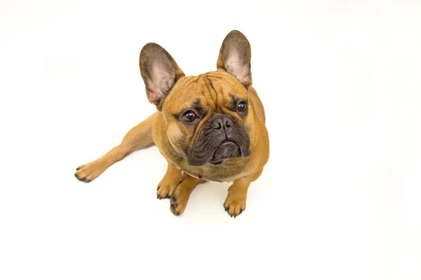 Hund French Bulldog Rasen Sitter Vit Bakgrund Isolat Begreppet Innehåll — Stockfoto
