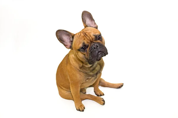 Beyaz bir arka planda oturan köpek Fransız Bulldog cinsi. Evcil hayvanların içeriği ve bakımı, veteriner ve köpek bakıcısı kavramını izole edin.