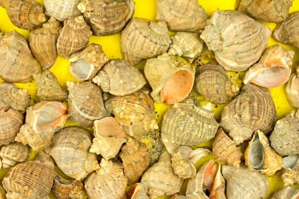 deniz teması, deniz kabukları ve kaplumbağa, yaz tatili konsepti, deniz yolculuğu, güneşli ruh hali ve rahatlama.