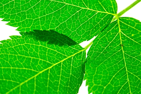 Folhas Verdes Frescas Macro Aproximação Conceito Natureza Naturalidade Fundo Natural — Fotografia de Stock