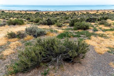 Punta Tombo 'nun Macellan Penguen kolonisi. Patagonya, Arjantin