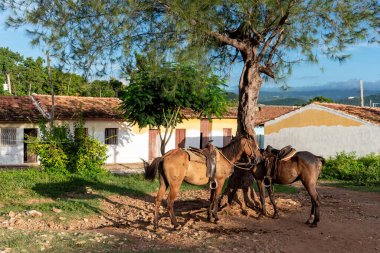 Eski kasabadaki atlar. Trinidad, Küba