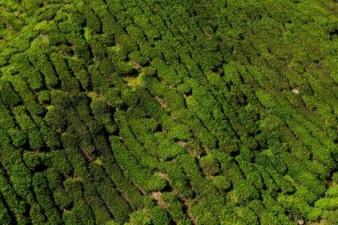 Cameron Highlands, Malezya 'daki çay tarlası manzarası