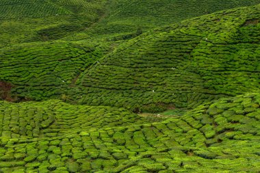 Cameron Highlands, Malezya 'daki çay tarlası manzarası