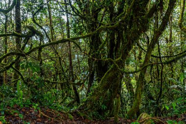 Cameron Highlands, Malezya 'daki büyülü yosunlu ormanda büyüyen yosunlu ağaç