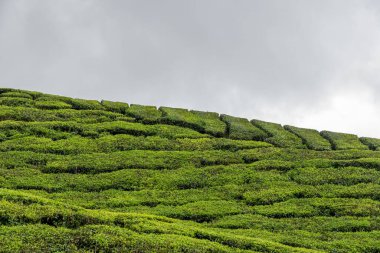 Cameron Highlands, Malezya 'daki çay tarlası manzarası