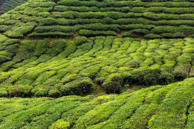Cameron Highlands, Malezya 'daki çay tarlası manzarası