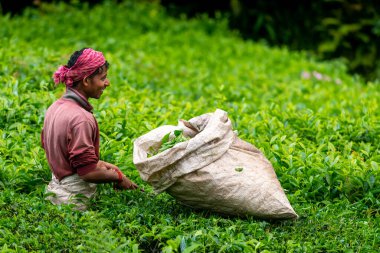 28 Mart 2018: Çay tarlasında çay yaprağı toplayan bir işçi. Cameron Highlands, Malezya