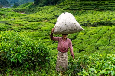 28 Mart 2018: Kafasında çuval dolusu çay yaprağı olan bir işçi. Cameron Highlands, Malezya