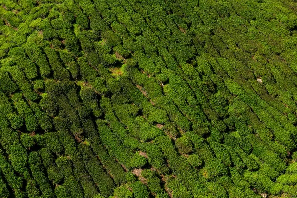Vistas Plantación Cameron Highlands Malasia — Foto de Stock