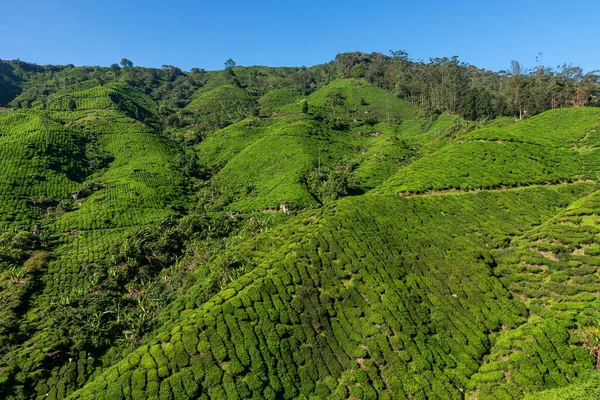 Vistas Plantación Cameron Highlands Malasia — Foto de Stock