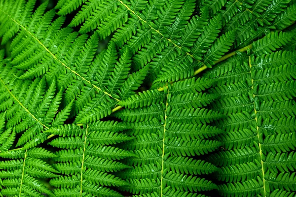 Feuilles Fraîches Fougère Verte — Photo