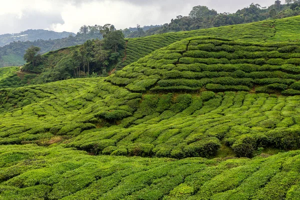 Vistas Plantación Cameron Highlands Malasia — Foto de Stock