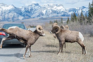 Tekdüzelik sırasında kocaboynuzlu koçlar
