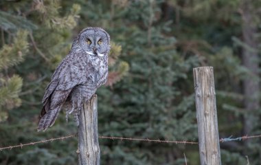 Büyük gri baykuş vahşi doğada, alberta, Kanada