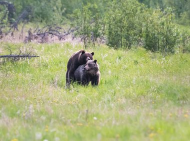 Vahşi doğada boz ayı