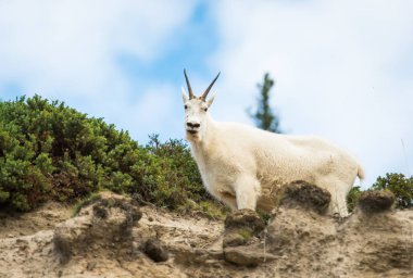 Dağ Keçisi vahşi, ulusal park, Jasper, Kanada