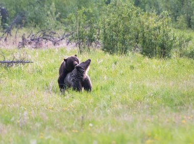 Vahşi doğada boz ayı