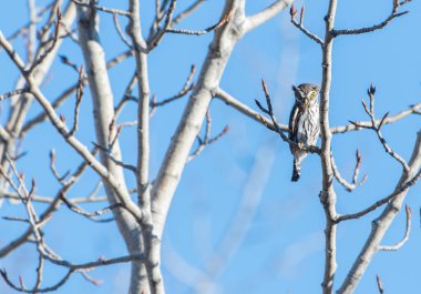 Vahşi doğada baykuş 