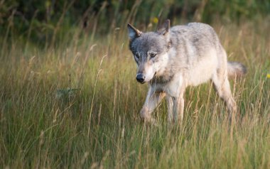 Vahşi doğadaki gri kurt, Jasper, Kanada