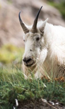 Dağ Keçisi vahşi, ulusal park, Jasper, Kanada