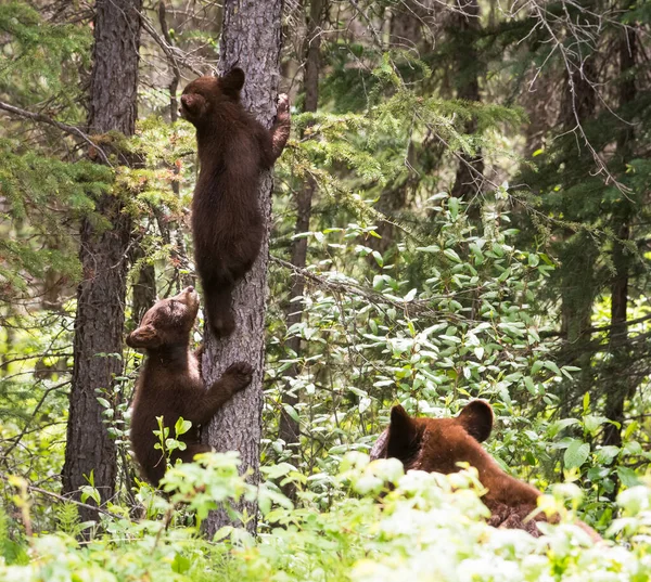 Zwarte Beren Het Wild — Stockfoto