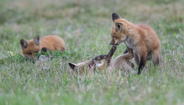 Mignon Renards Rouges Ensemble Capturés Parc — Photo