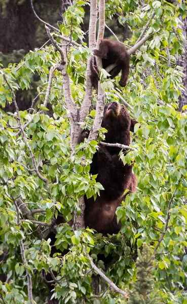 Urso Negro Natureza — Fotografia de Stock