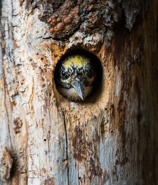三つのつま先のキツツキの巣 — ストック写真