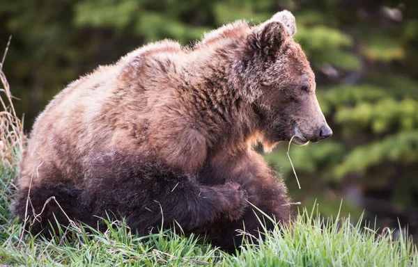 Grizzly Bear Wild — Stock Photo, Image