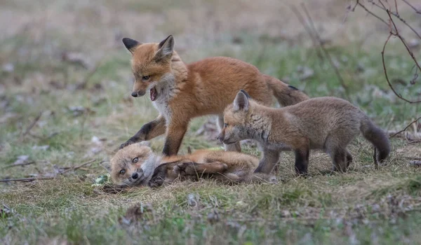 Lindos Zorros Rojos Juntos Naturaleza — Foto de Stock