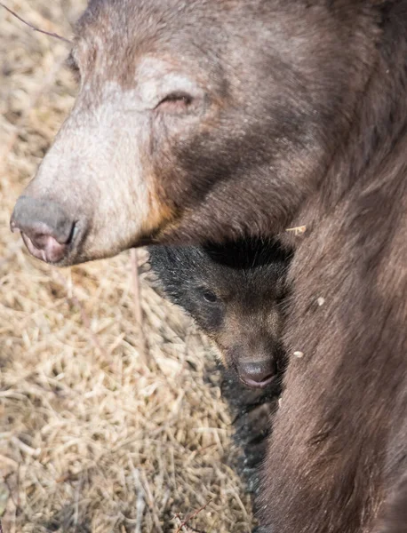 Zwarte Beer Het Wild — Stockfoto