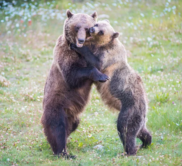 Medvědi Grizzly Divočině — Stock fotografie