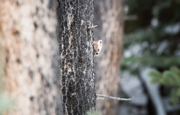 カナダのアルバータ州バンフ国立公園の木の上に座っているパインマーテン — ストック写真