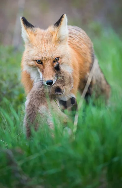 Scenic View Beautiful Red Fox Park — Stock Photo, Image