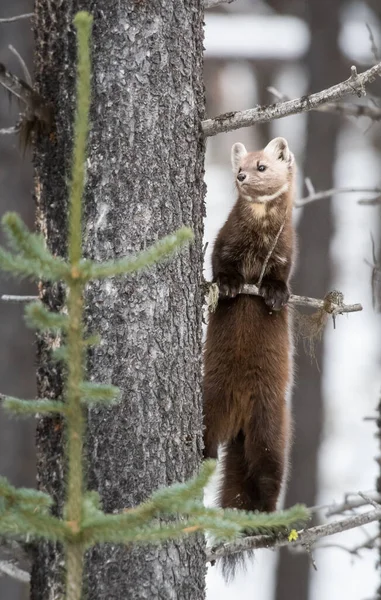 Pine Marten Sentado Árvore Banff National Park Alberta Canadá — Fotografia de Stock