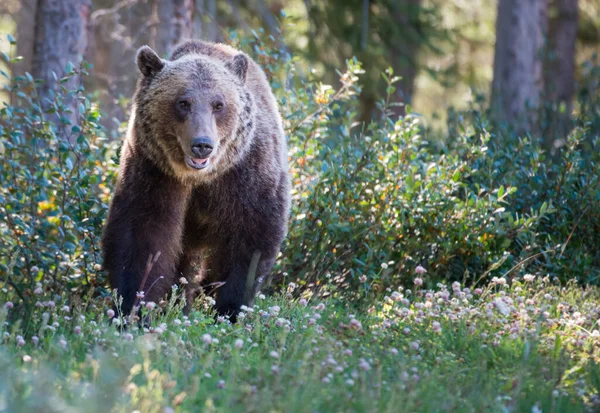 Kanadský Medvěd Grizzly Divočině — Stock fotografie