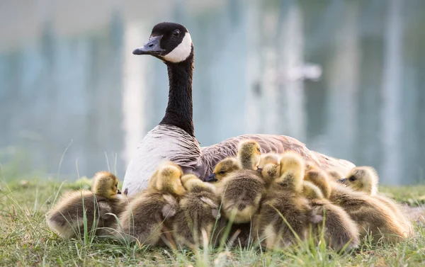 Canada Geese Family Wild — Stock Photo, Image